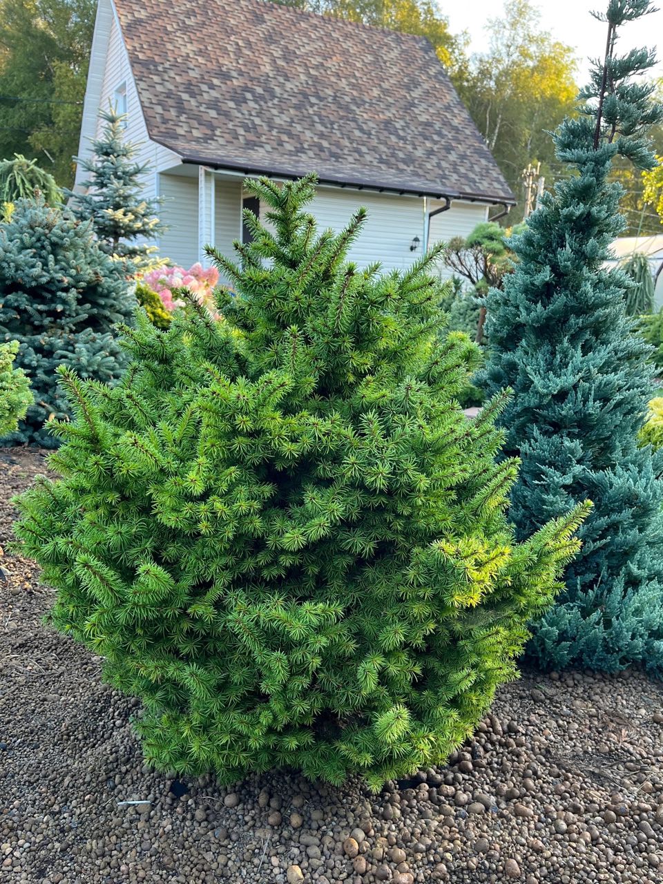 Picea obovata 'Ushajka SDL’