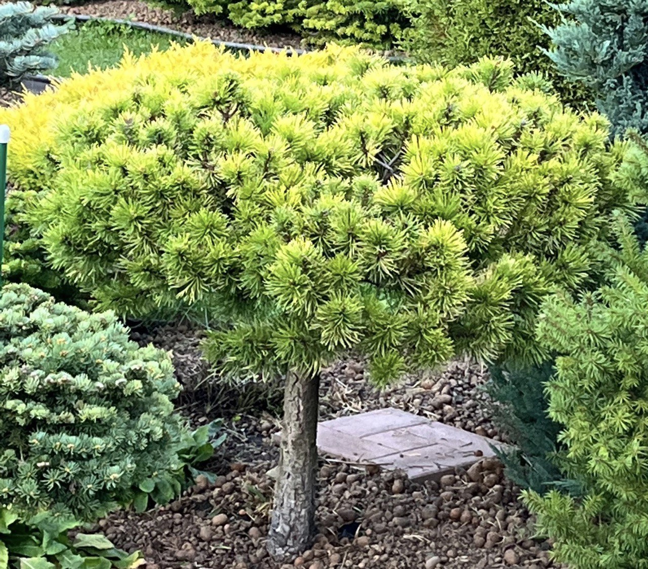 Pinus mugo ‘Lemon’