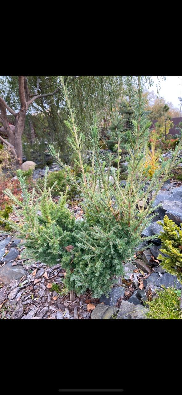 Larix laricina 'Tharandt'