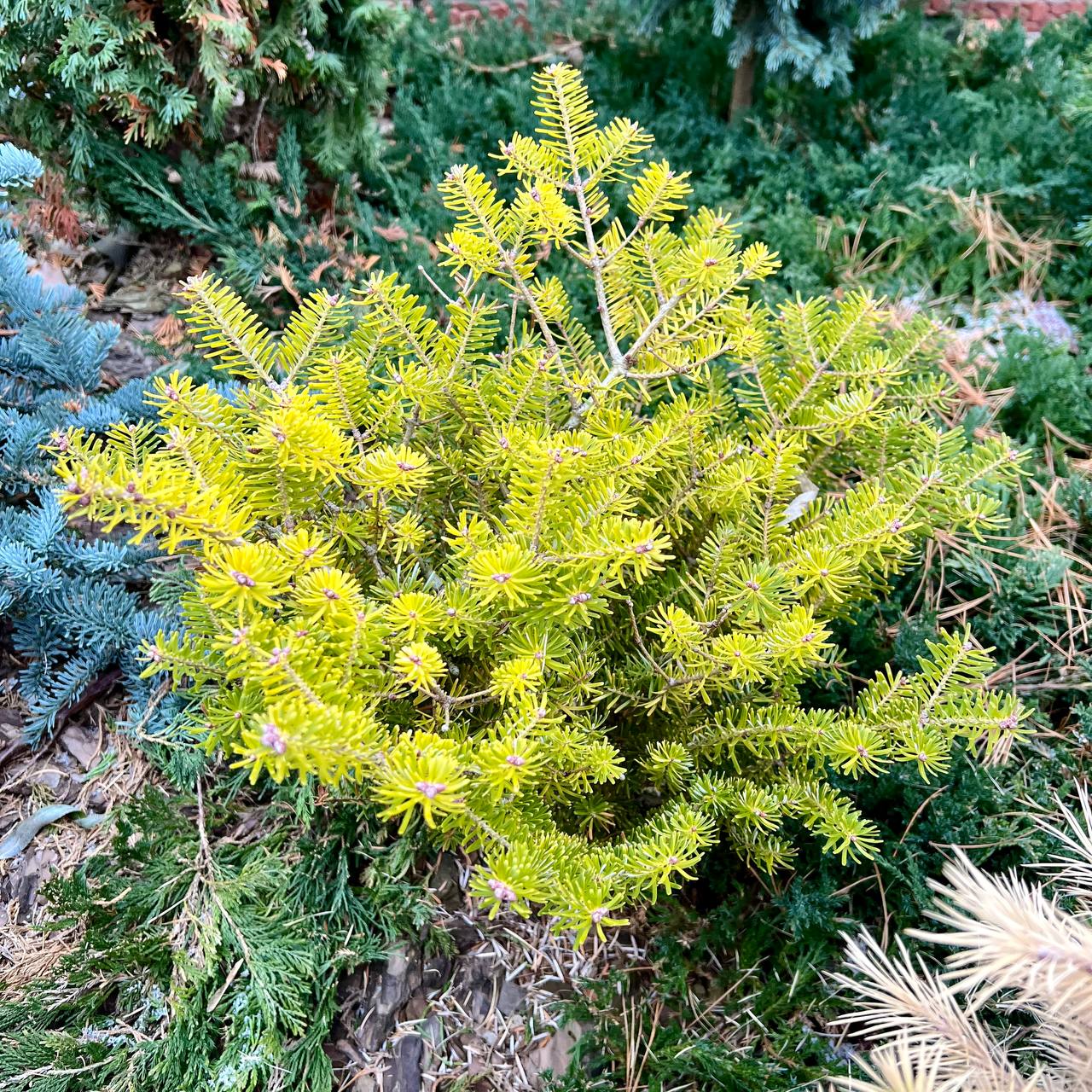 Abies koreana ‘Orange Glow’