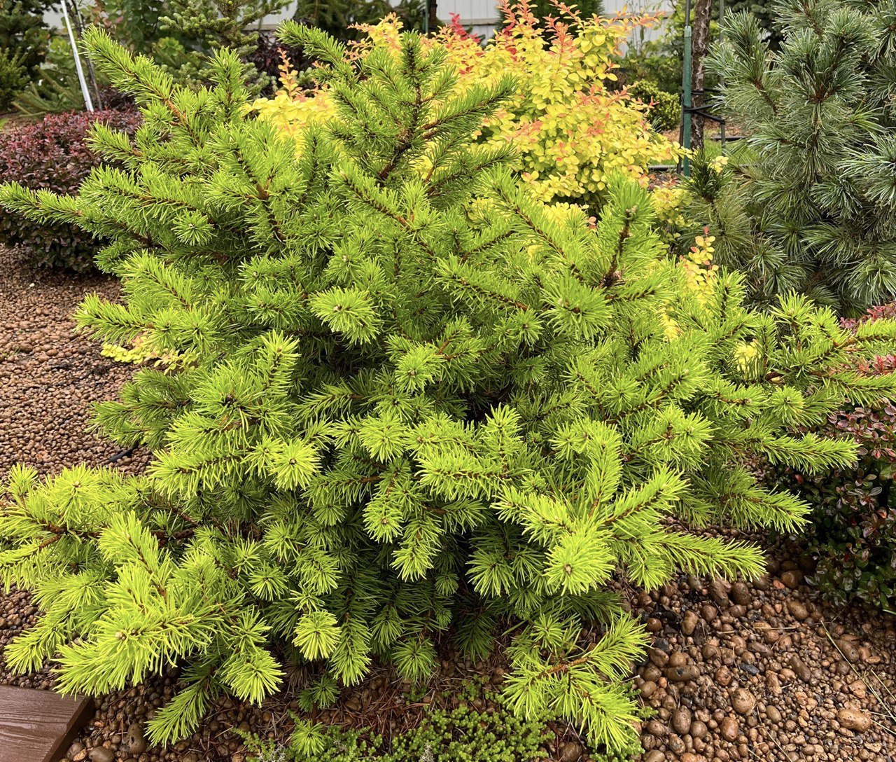 Pinus banksiana 'Beehive'