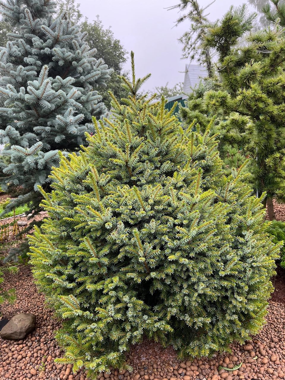 Picea omorika ‘Peve Tijn’
