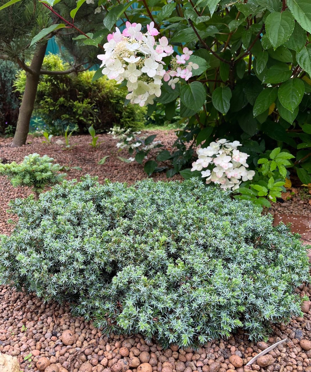Juniperus communis ‘Berkshire’
