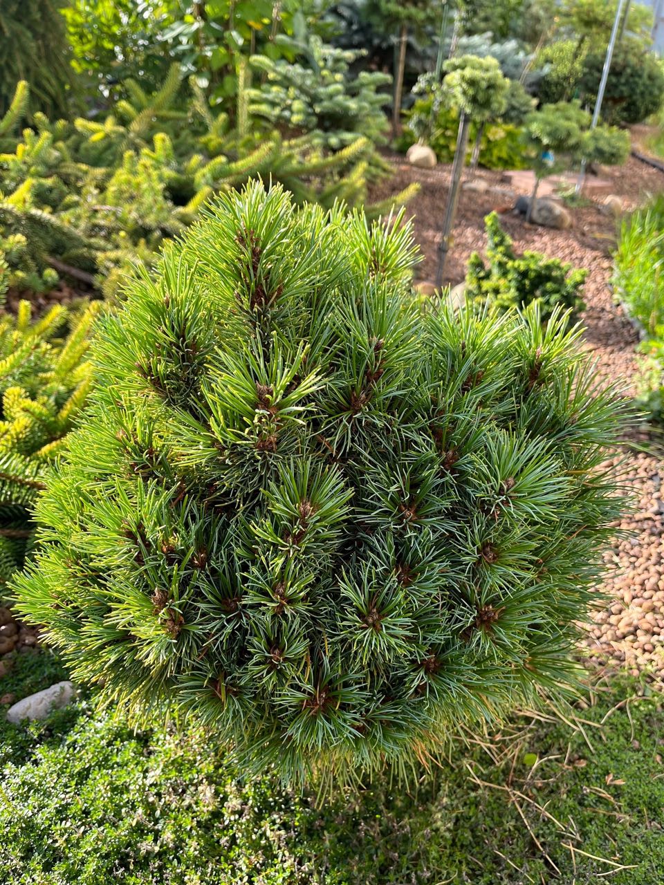 Pinus peuce ‘Daniel'