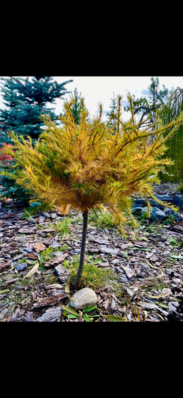 Larix decidua 'Alesha'