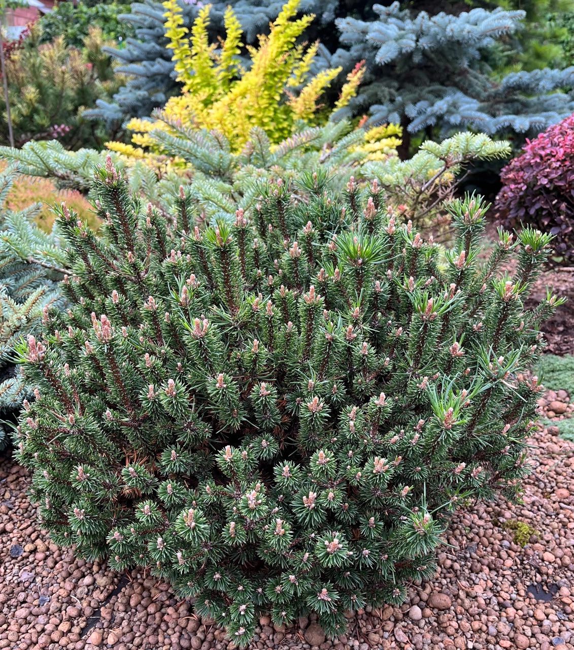 Pinus mugo ‘Minima Kalous’