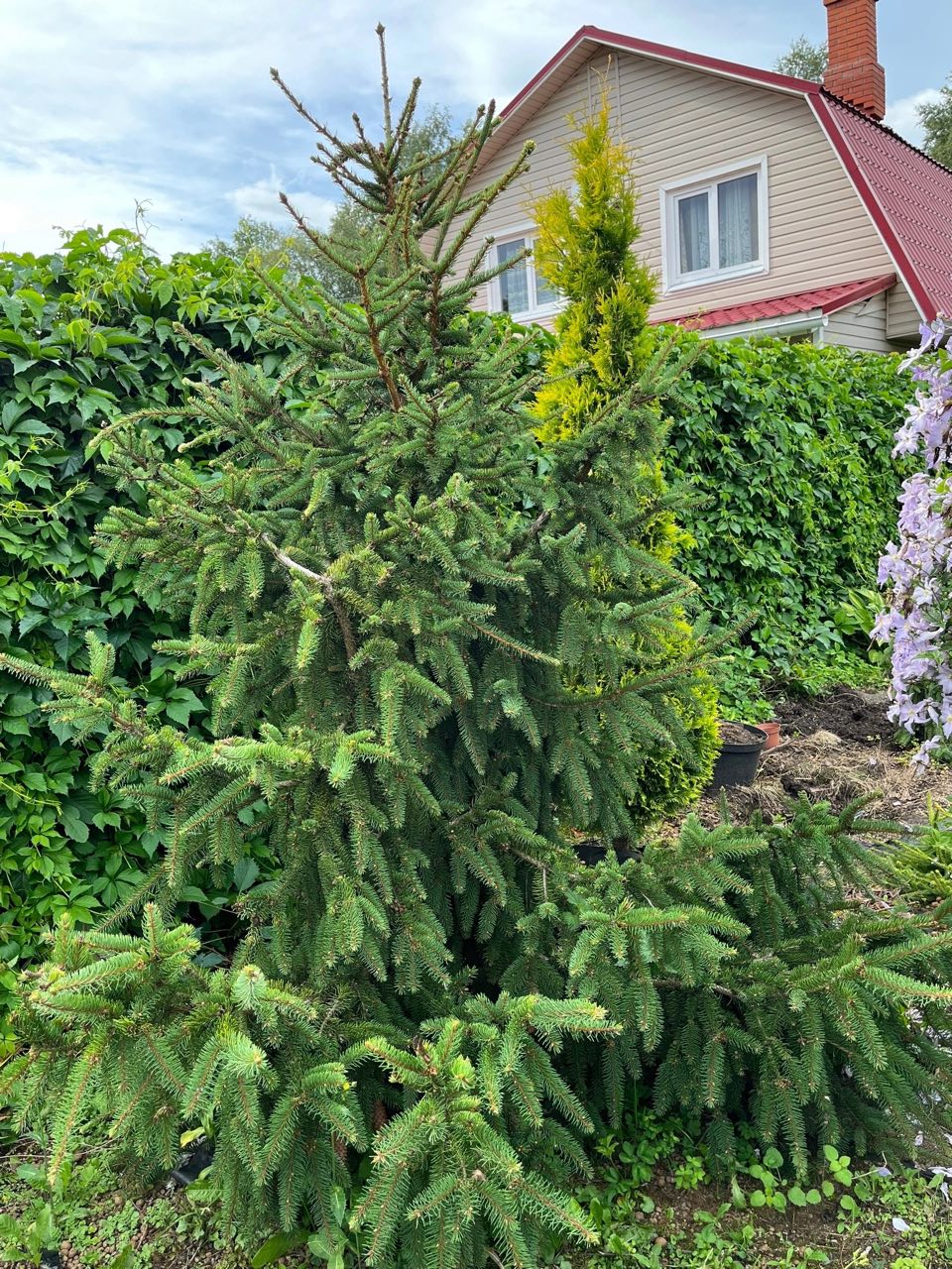 Picea abies ‘Acrocona’