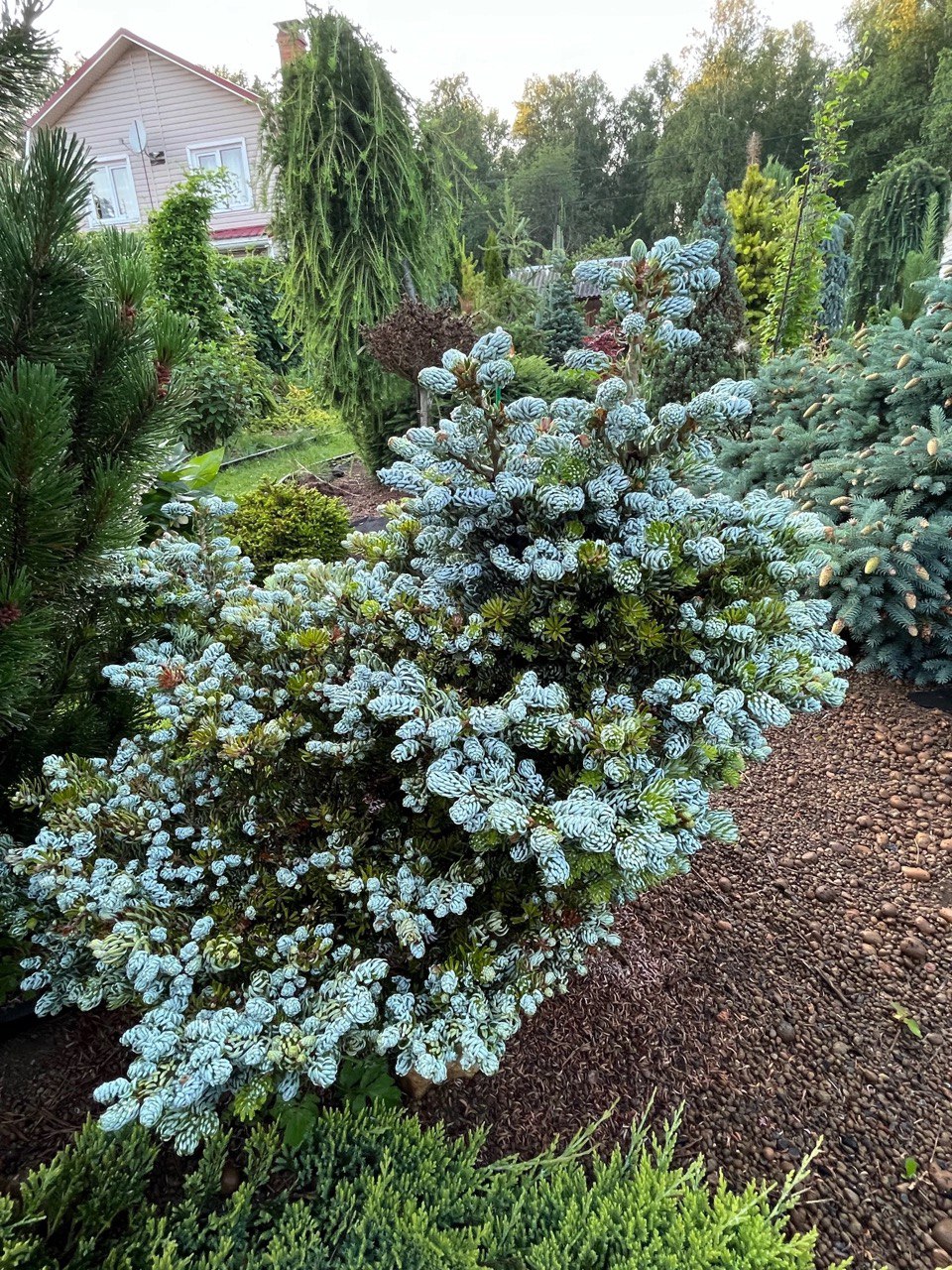 Abies koreana ‘Kohout's Icebreaker’