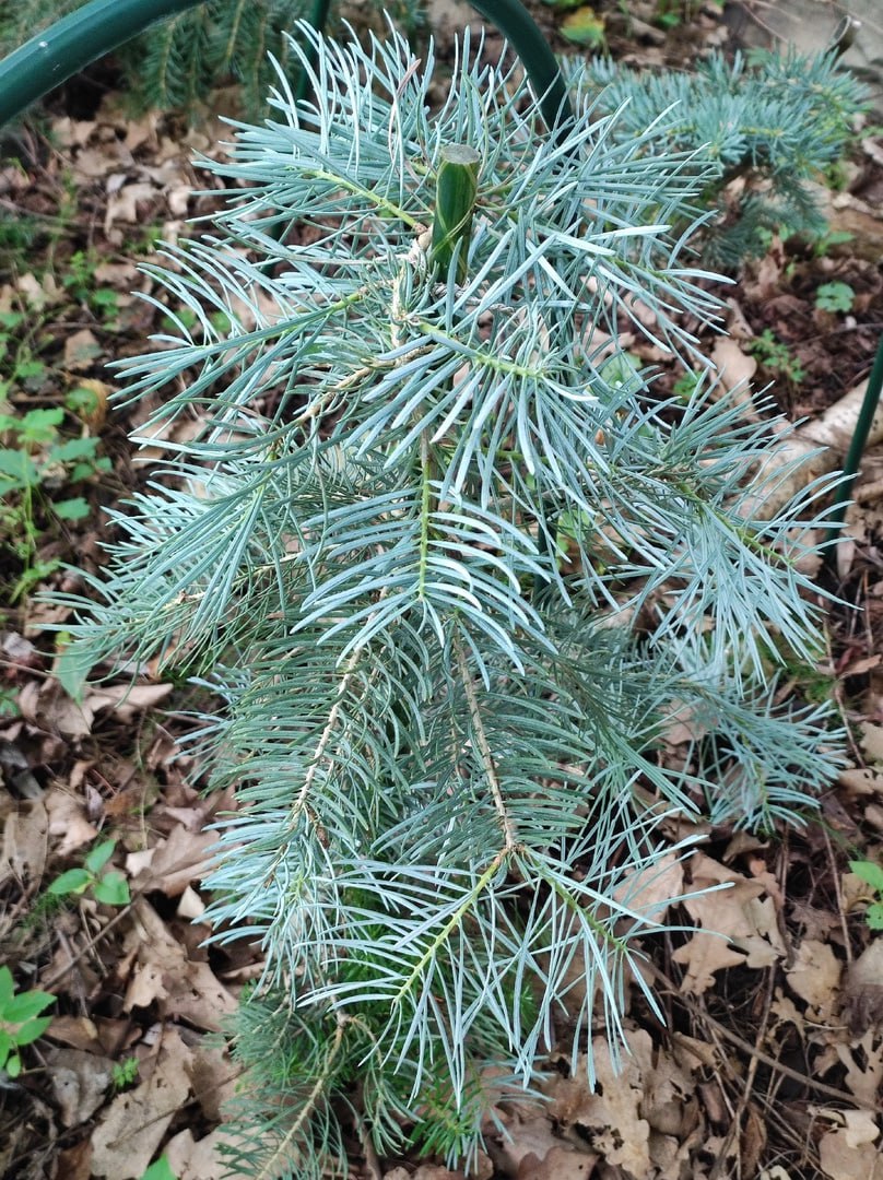 Abies concolor 'Blue Rain'