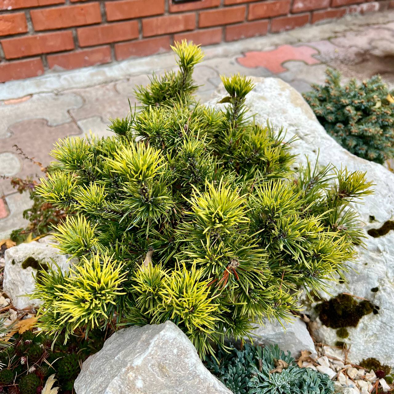Pinus mugo ‘Bimbo’