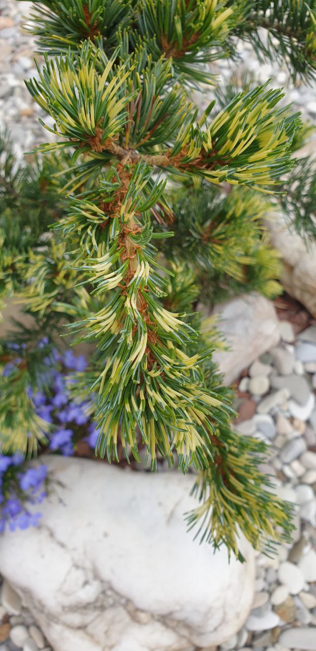 Pinus parviflora 'Fukai'