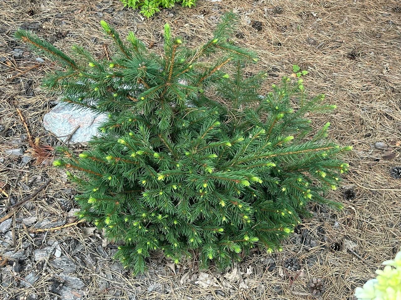 Picea abies 'Mikulasovice'