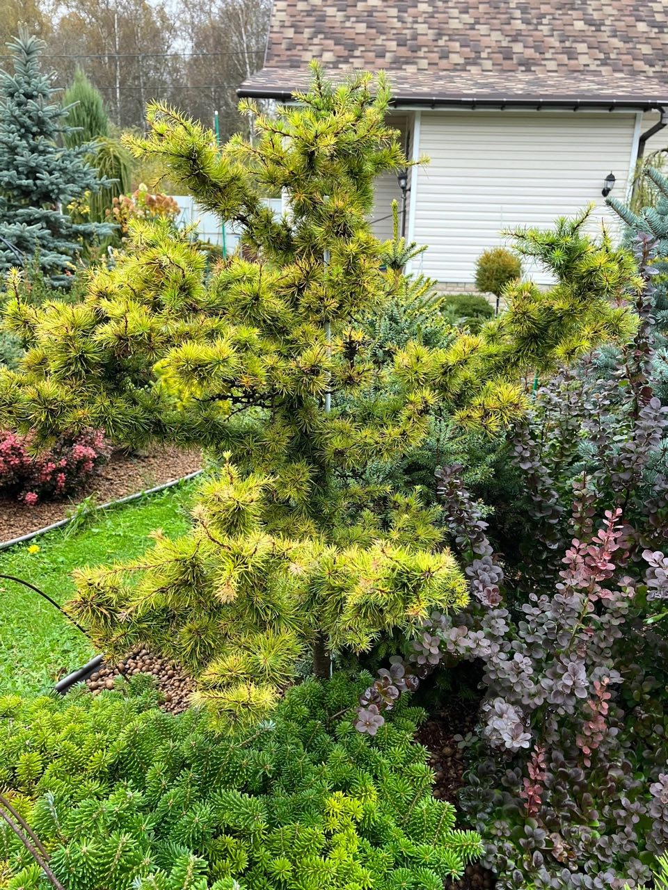 Larix kaempferi ‘Cruwys Morchard’