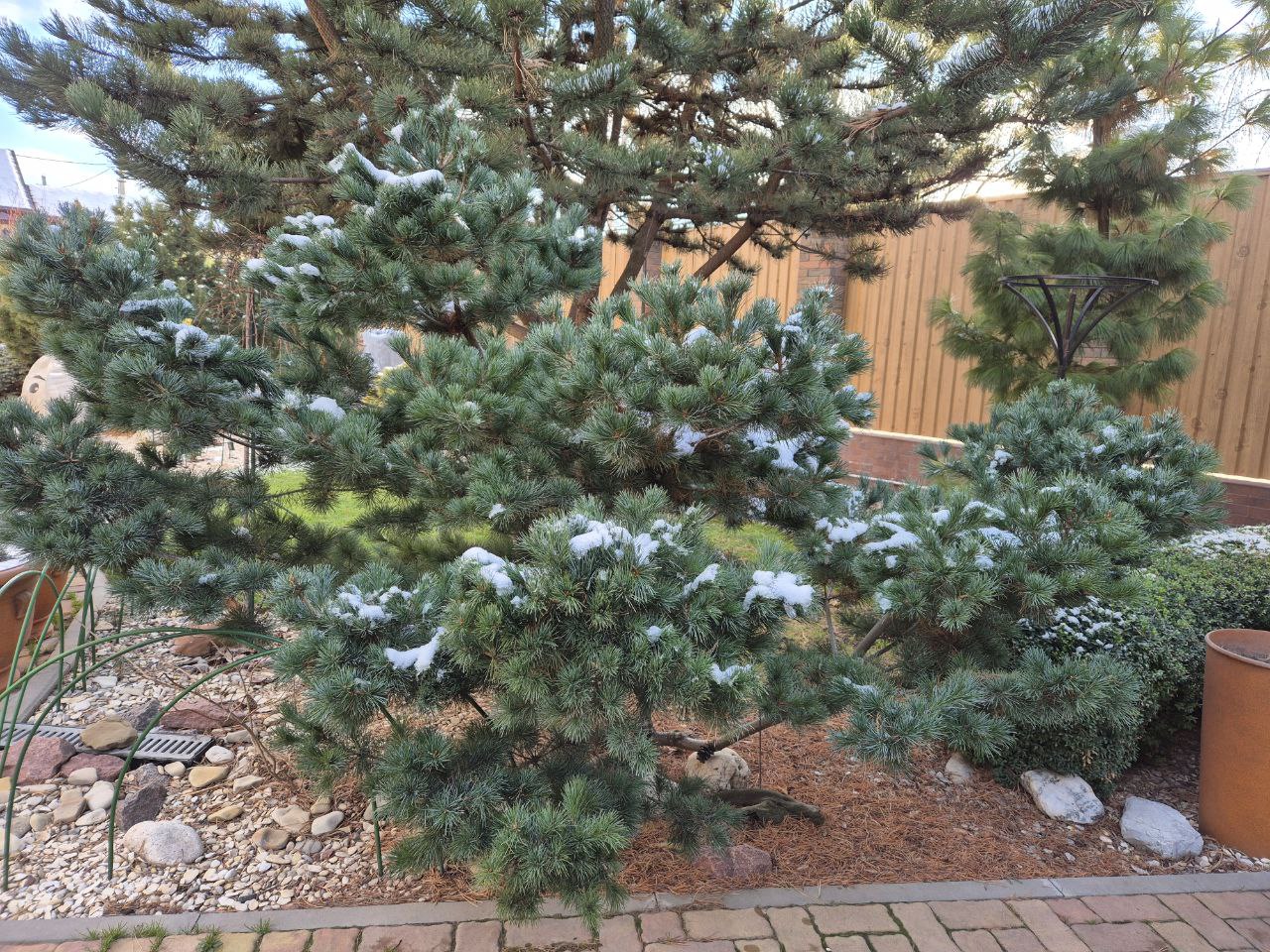 Pinus parviflora 'Negishi’