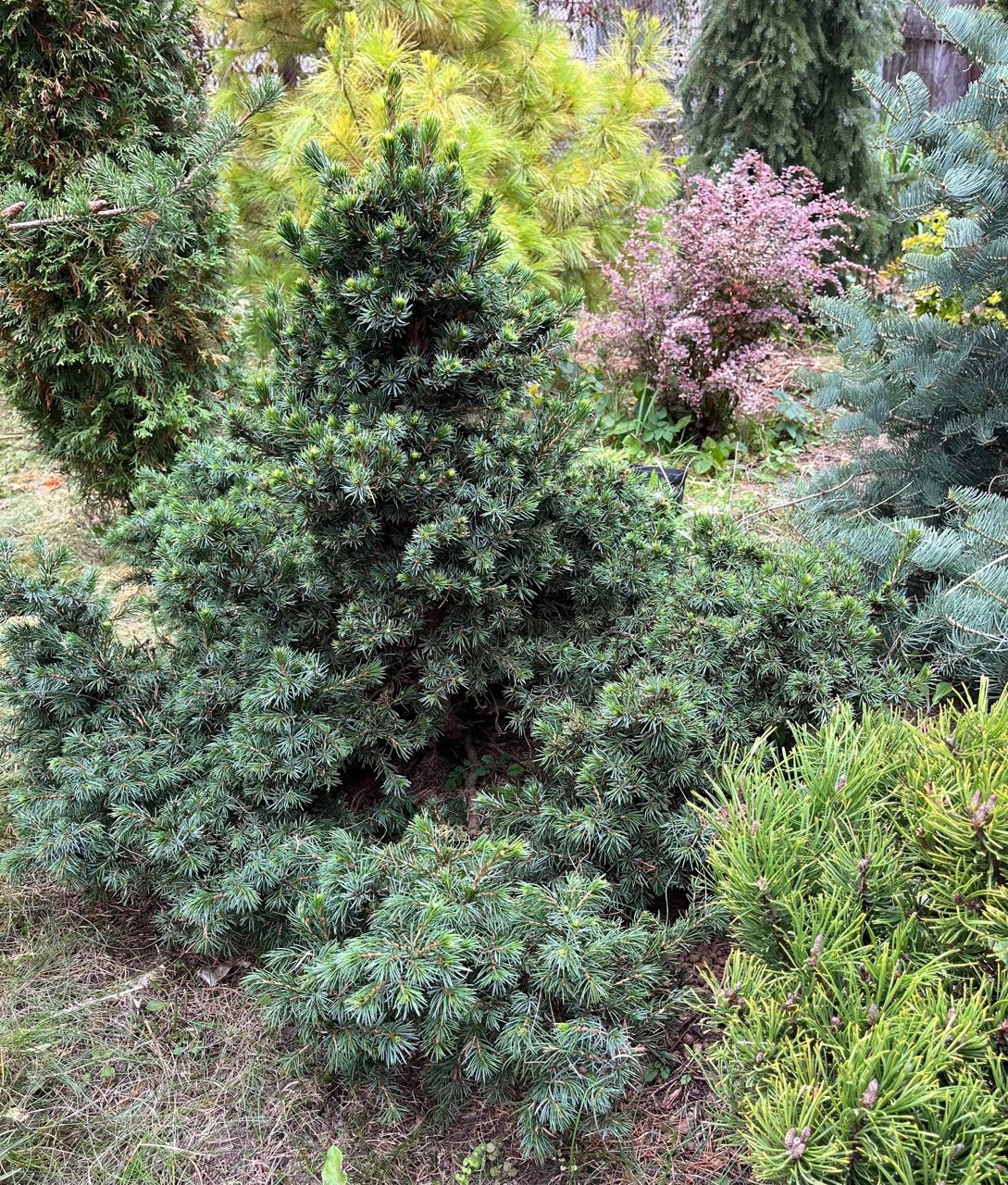 Picea omorika ‘Wodan’