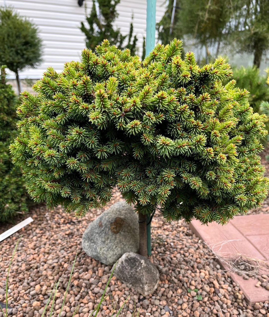 Picea abies ‘Medusa’