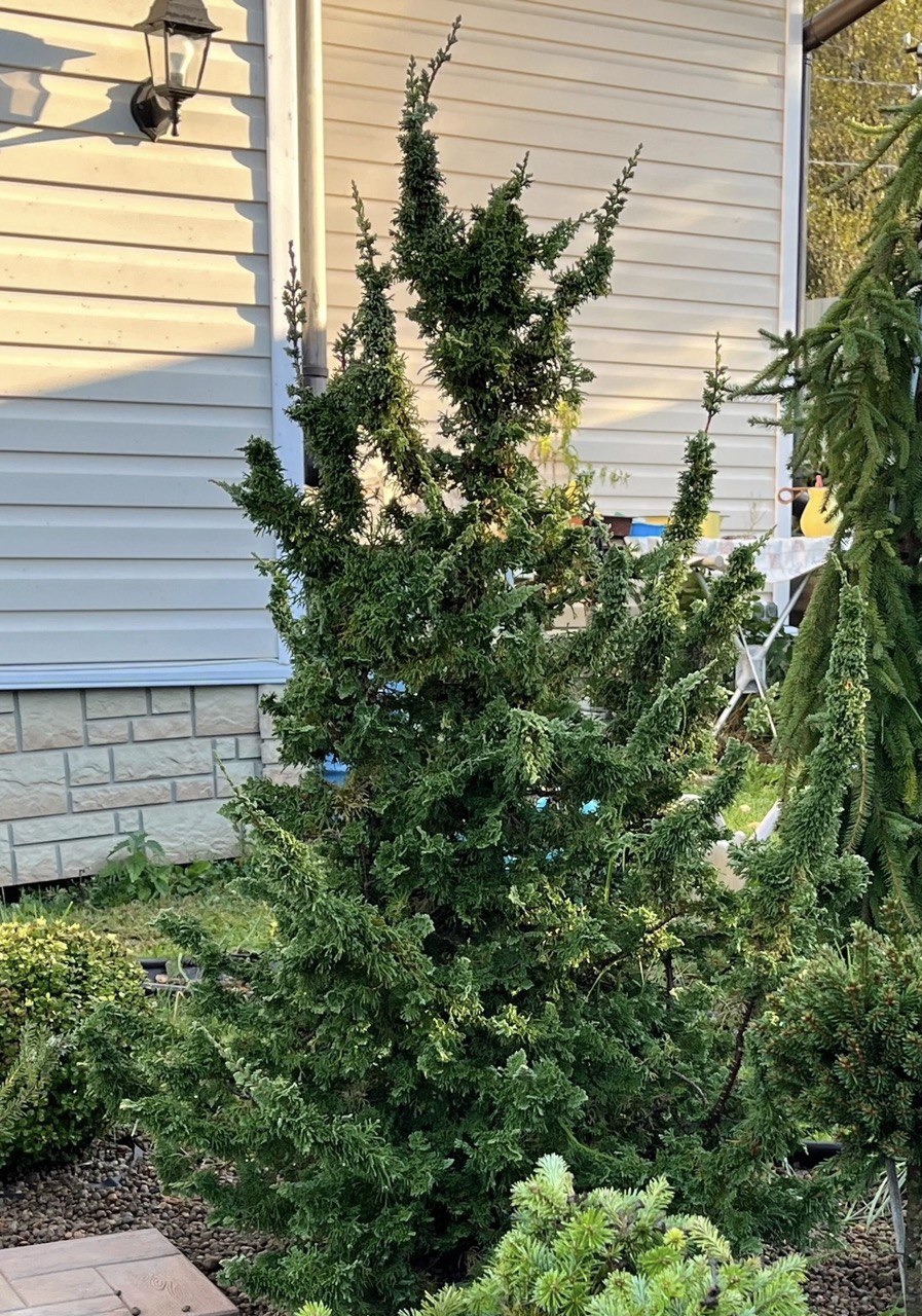 Thuja occidentalis ‘Malonyana Holub’