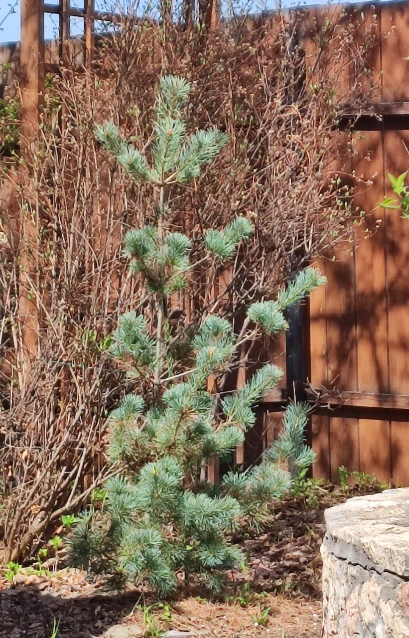 Pinus parviflora 'Negishi'