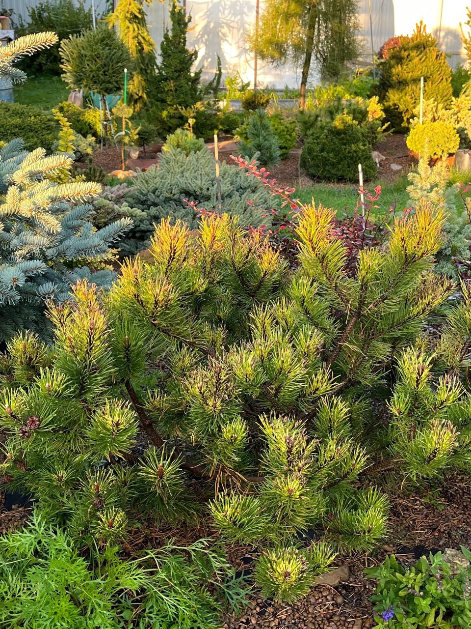 Pinus mugo ‘Sunshine’