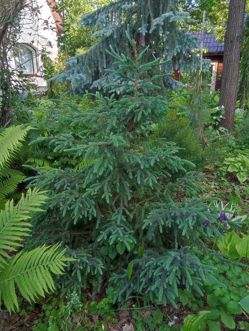 Picea mariana 'Filip's Cool Breeze'
