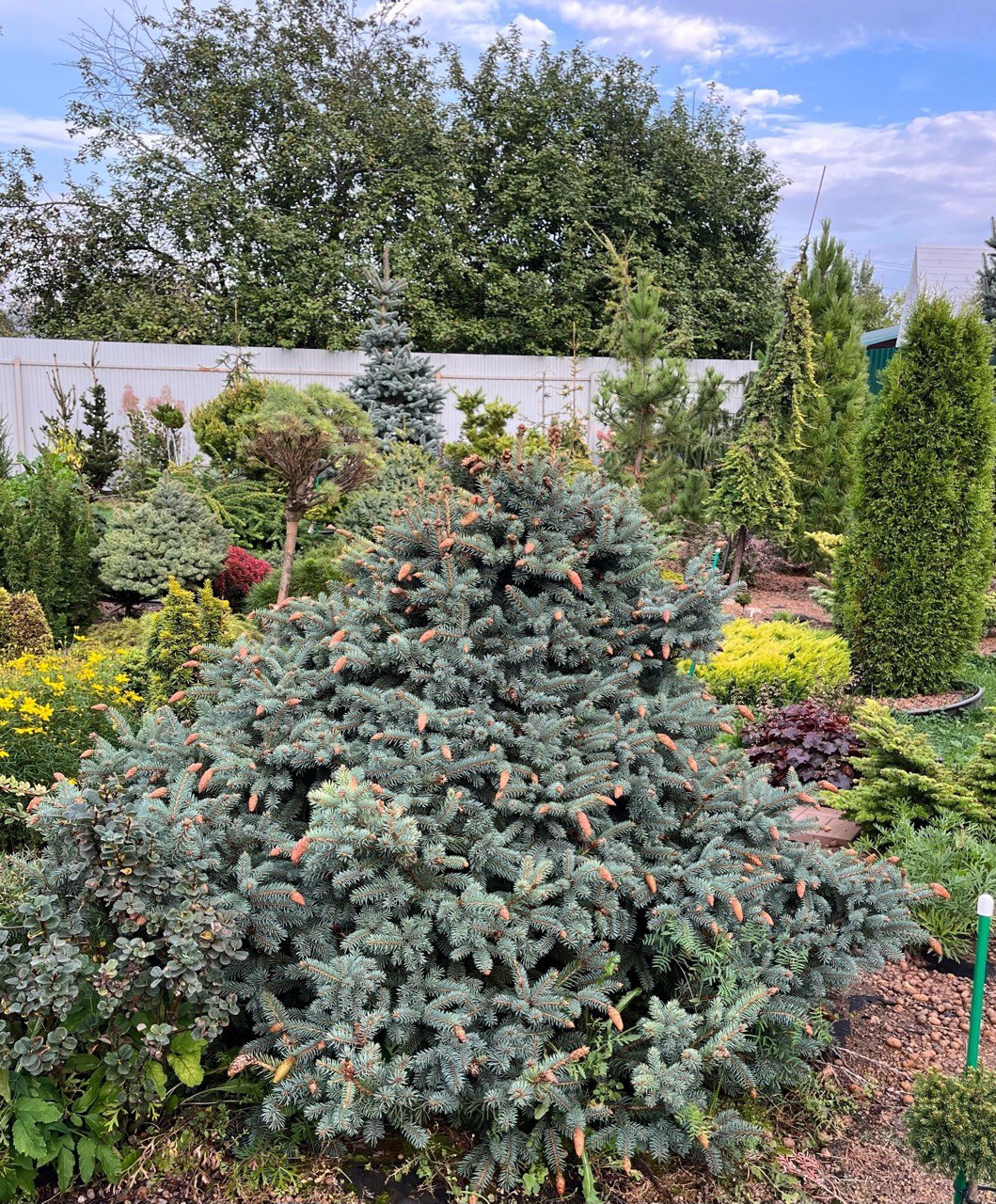 Picea pungens ‘Hermann Naue’