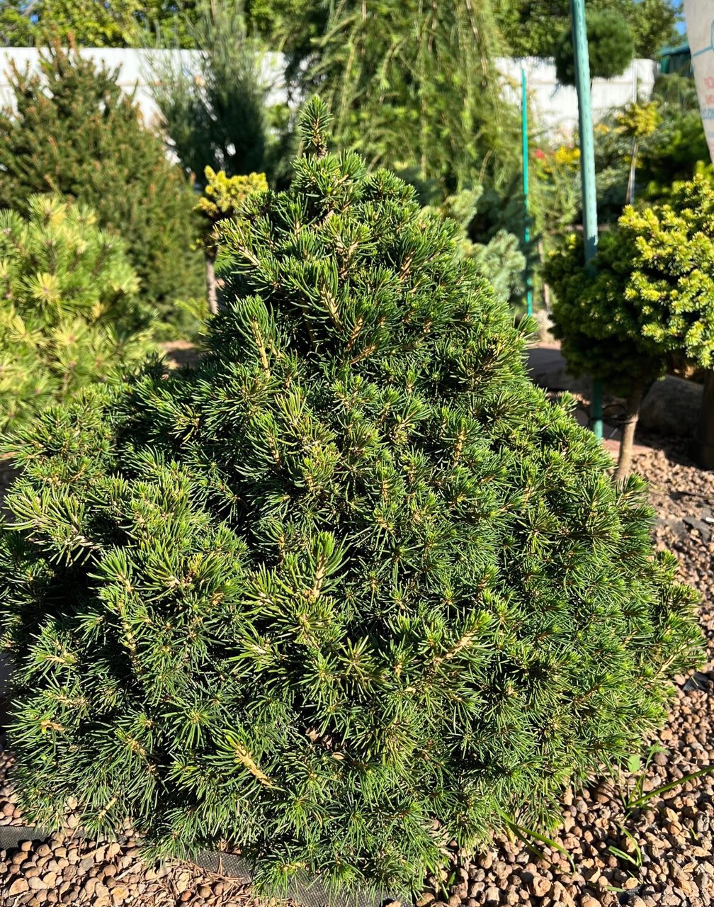 Picea abies ‘Tompa’