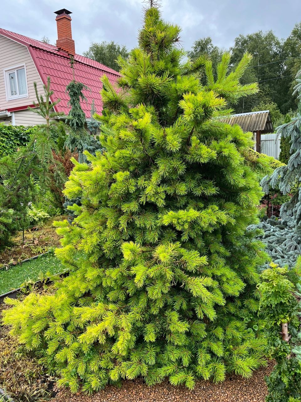 Pinus sylvestris ‘Trollguld’