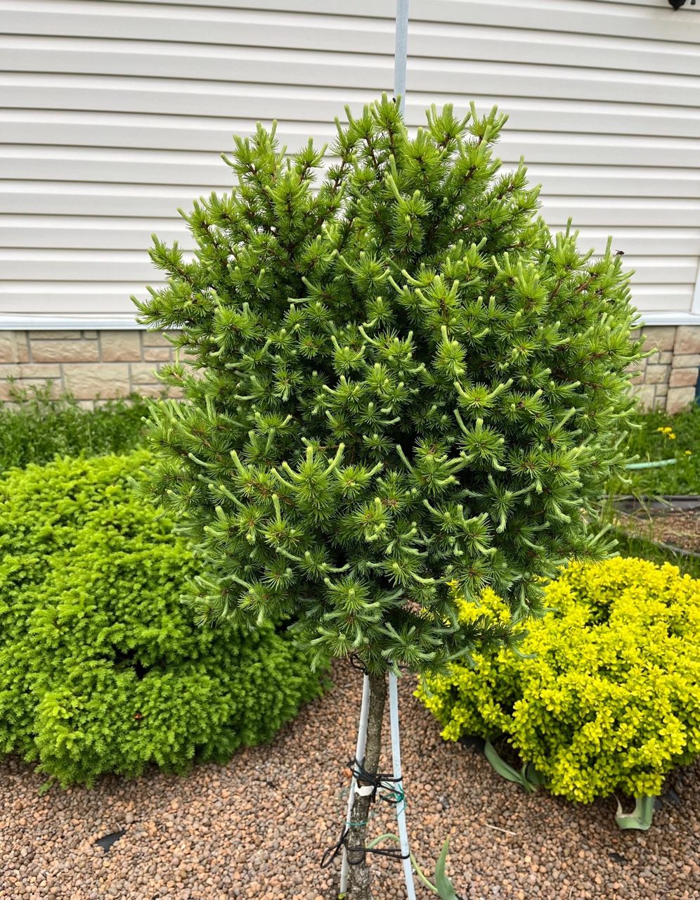 Larix olgensis ‘GTS’