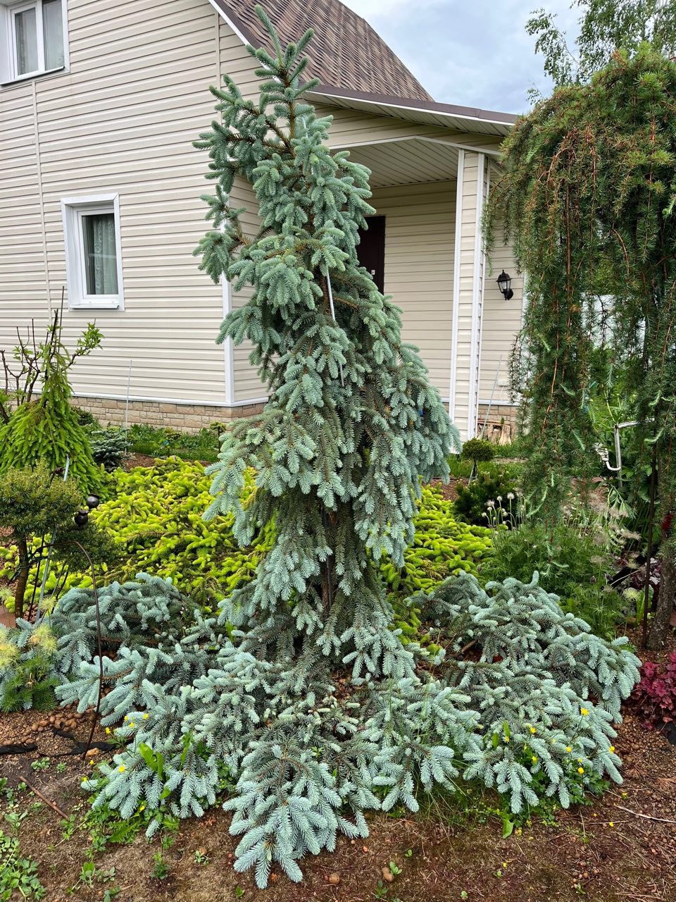 Picea pungens ‘The Blues’