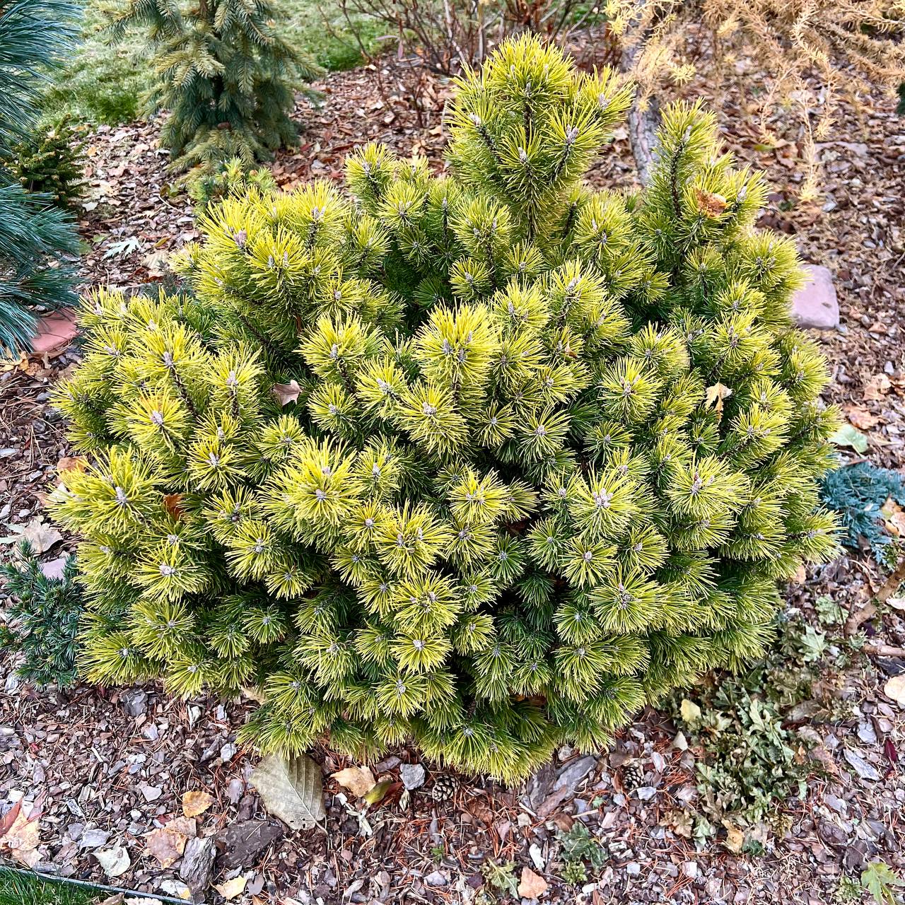 Pinus mugo ‘Ophir’