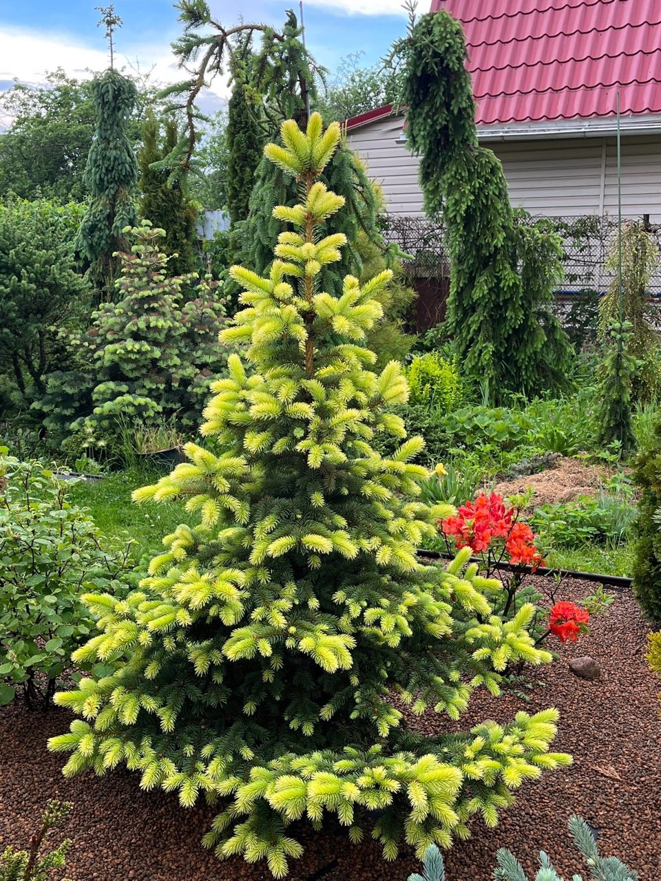Picea pungens ‘Colonial Gold’