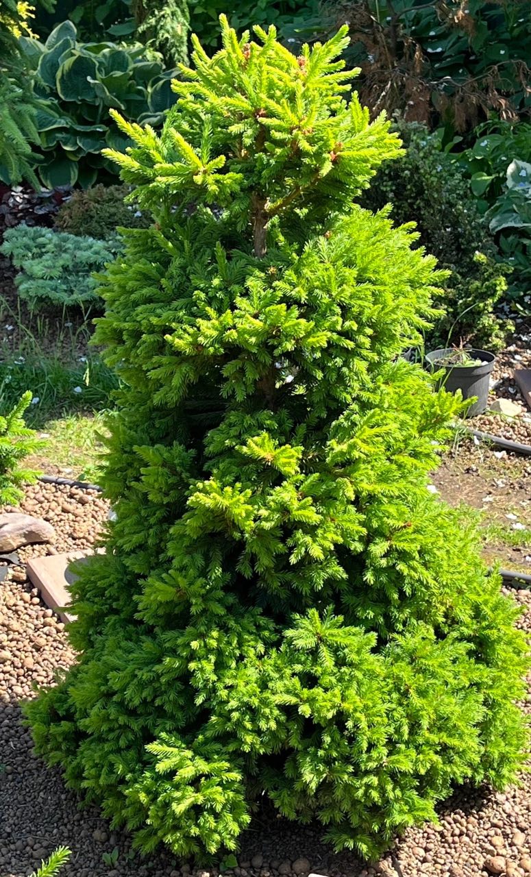 Picea abies ‘Dundanga’