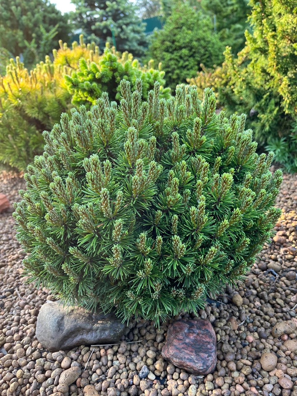 Pinus mugo ‘Suzy’