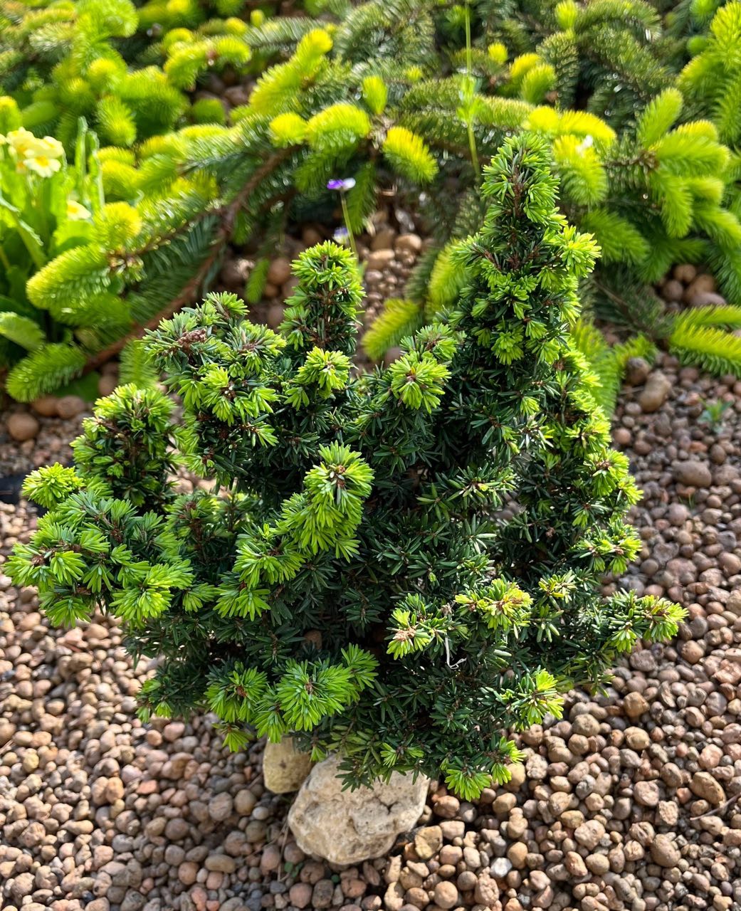 Tsuga canadensis 'Minuta'