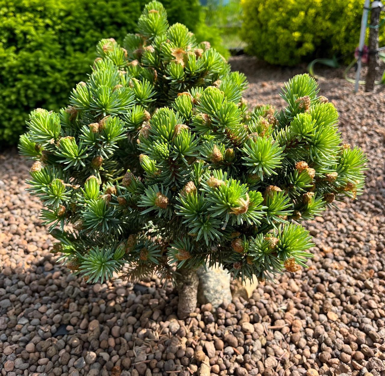 Picea pungens ‘Echo’