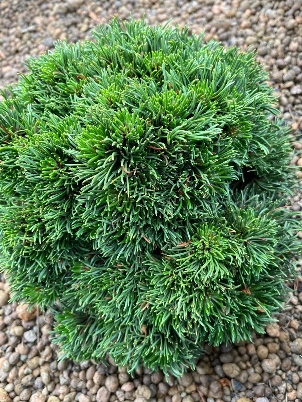 Pinus mugo ‘Michelle’
