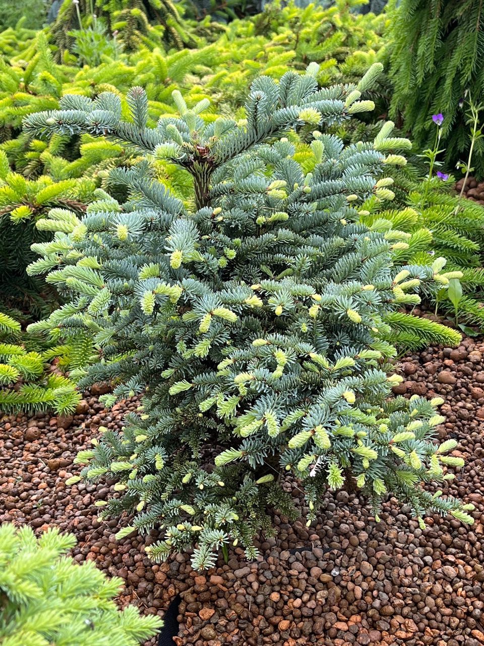 Abies procera ‘Procumbens’