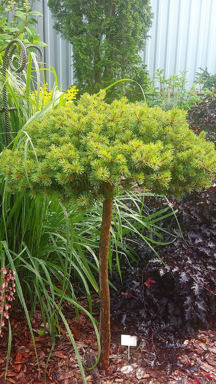 Pinus sylvestris 'Neuron' (правильнее 'Neiron')