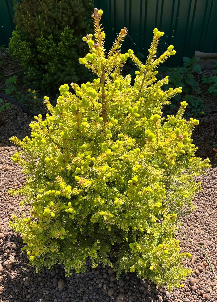 Picea abies 'Kornell's Dwarf Yellow'
