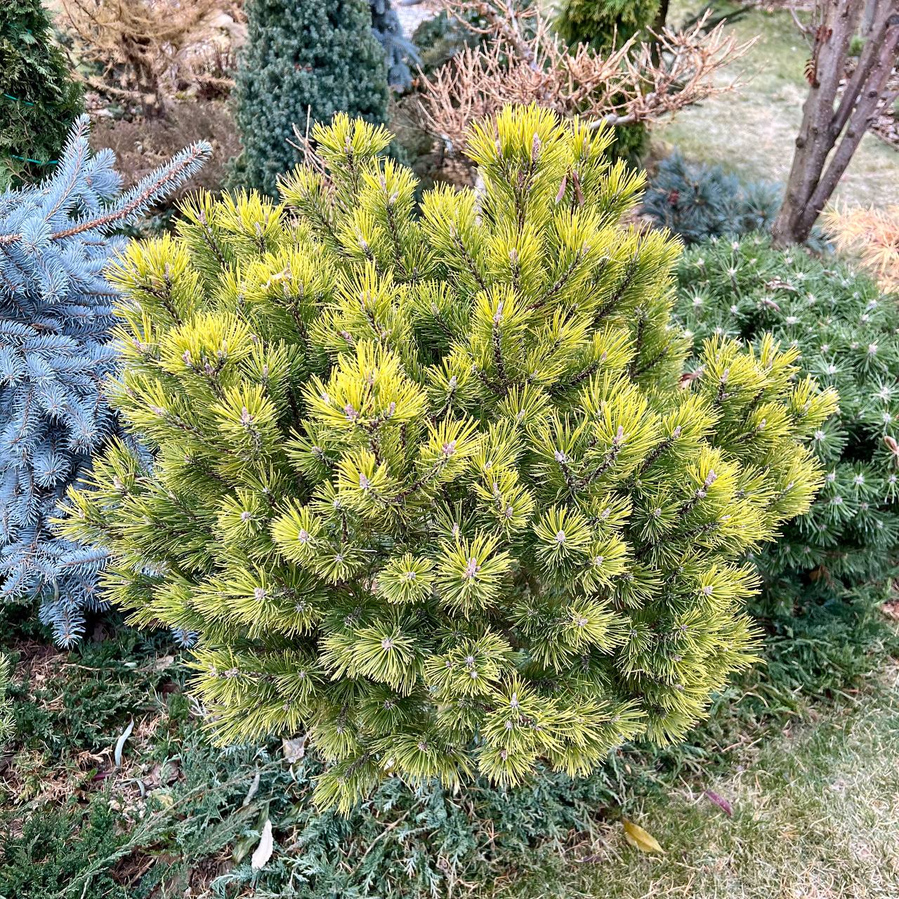 Pinus mugo ‘Golden Glow’