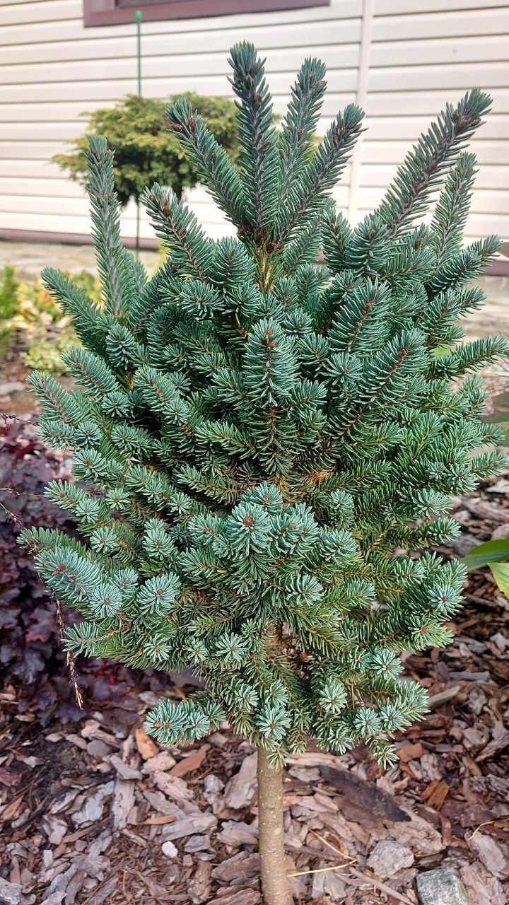 Picea glauca 'Aquamarine' ('Akvamarin')