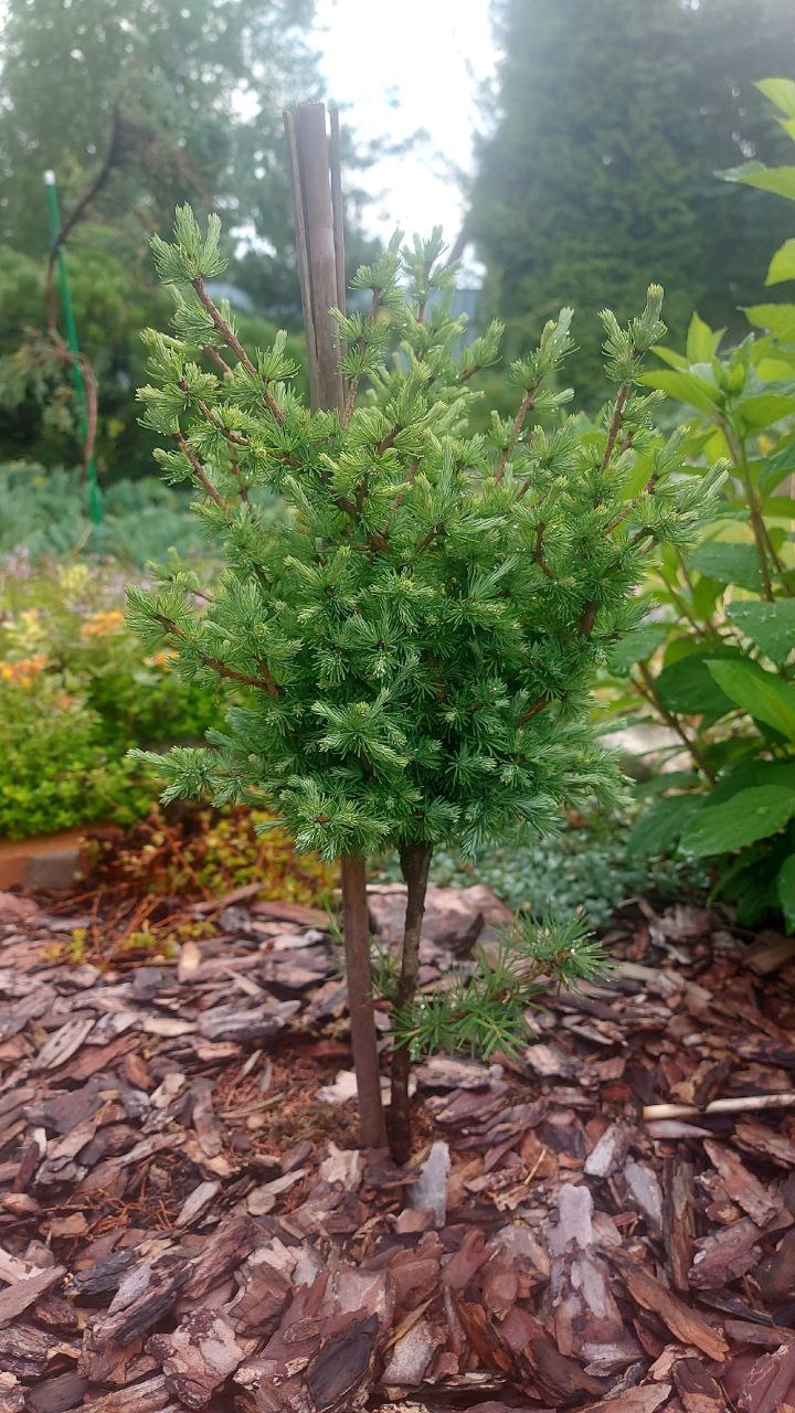 Larix kurilensis 'Makrame'