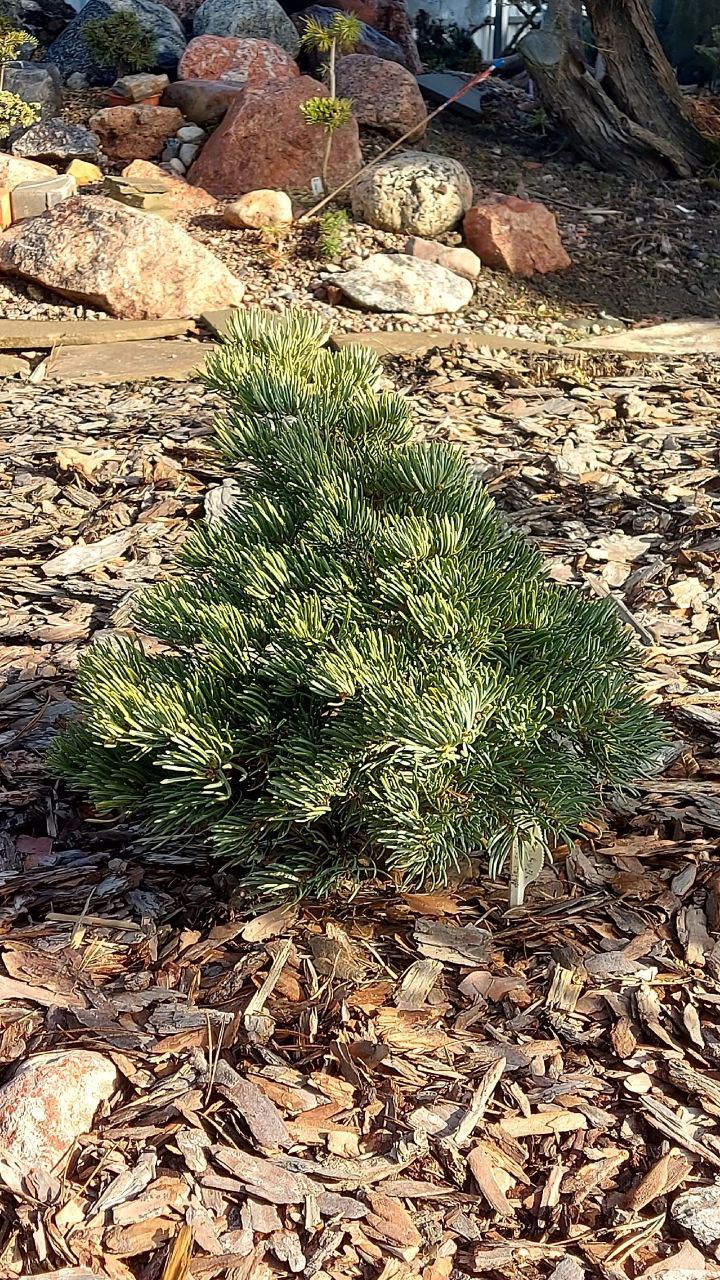 Abies concolor 'Eagle Point'