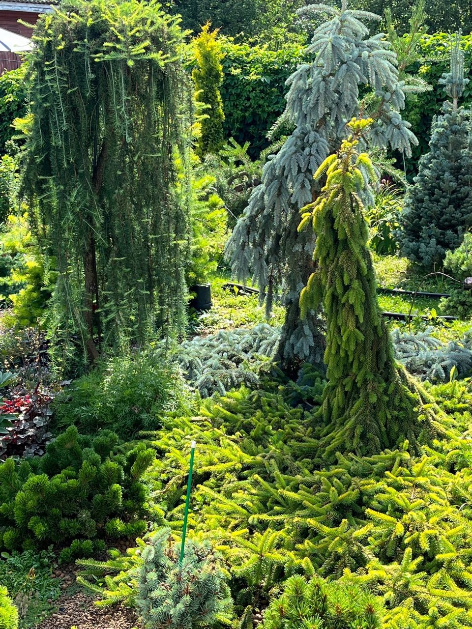 Picea abies ‘Gold Drift’