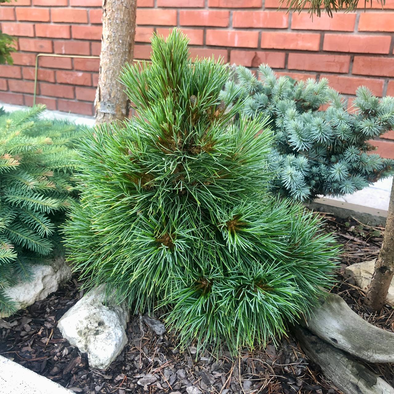 Pinus cembra 'David'
