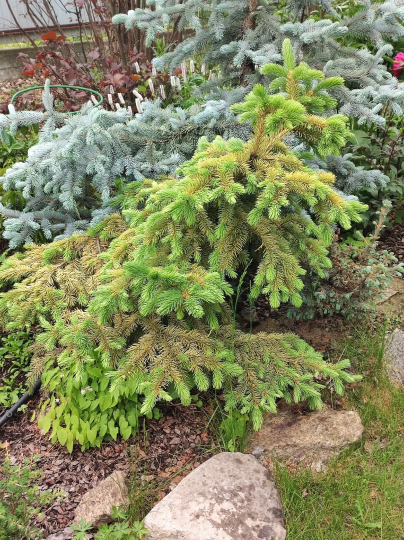 Picea pungens 'Stanley's Gold'