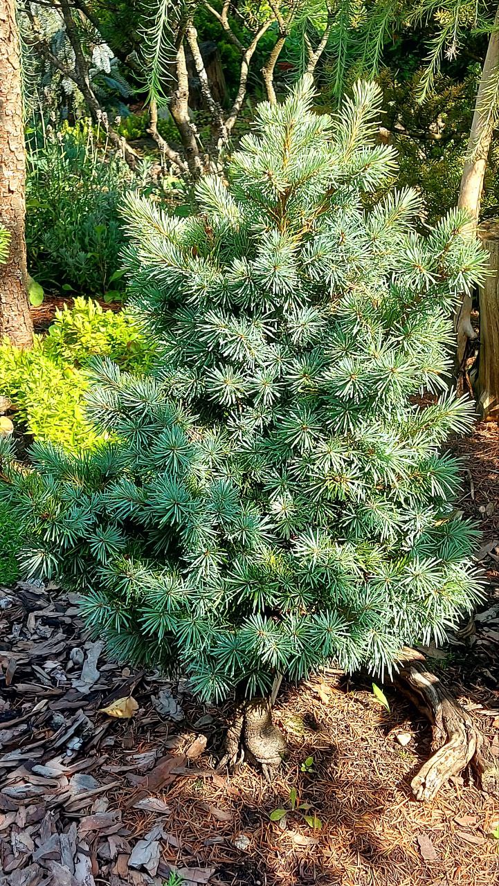 Pseudotsuga menziesii  'Bila Lhota'