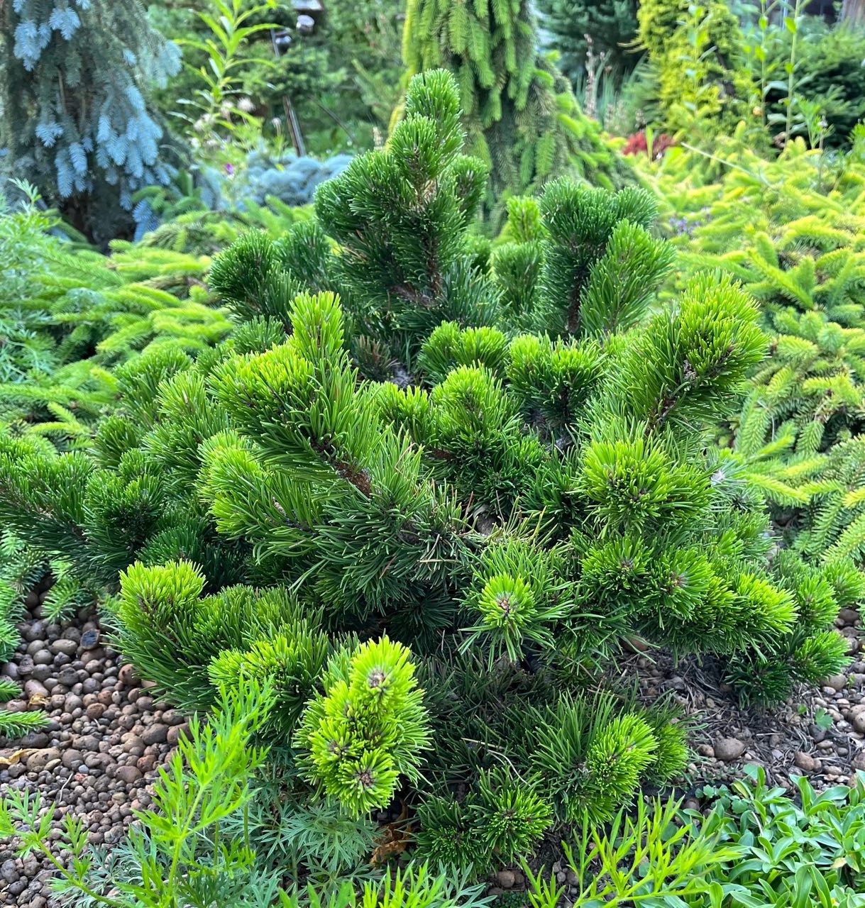 Pinus mugo ‘Jakobsen’