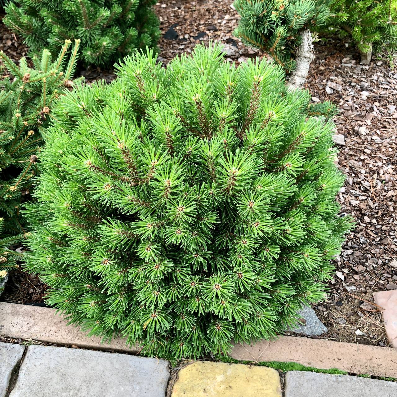 Pinus uncinata (mugo) 'Susse Perle'