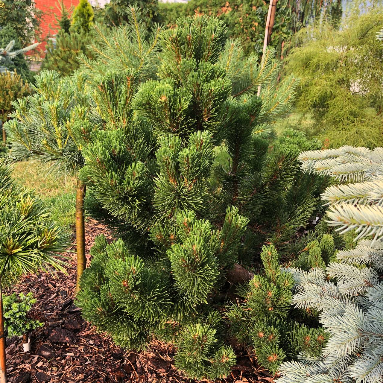 Pinus mugo 'Jakobsen'